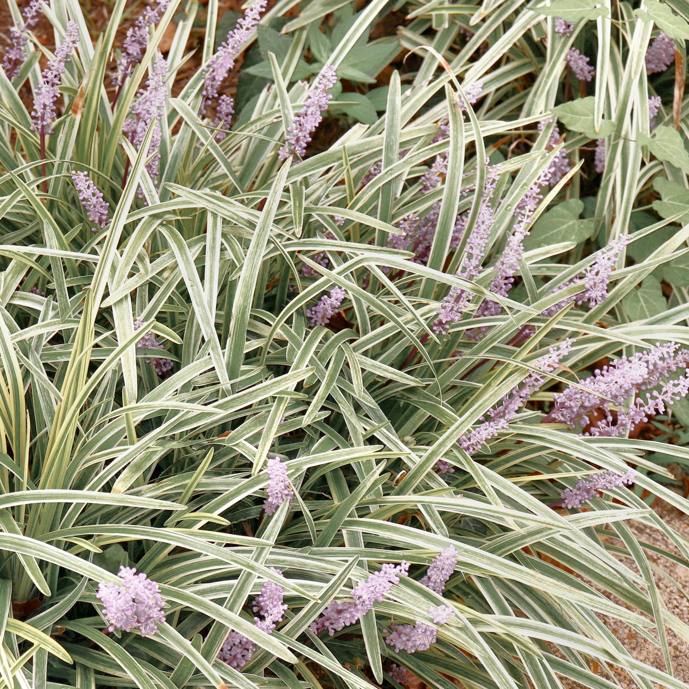 National Plant Network 4 in. Liriope Silver Dragon (32-Pack)