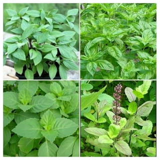 Holy Basil Plants