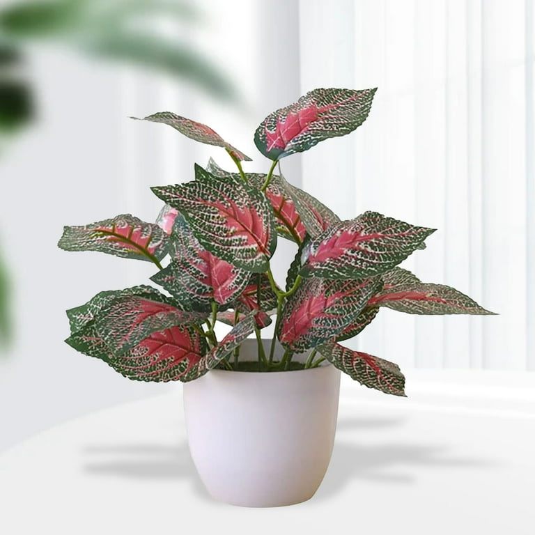 black zz plant care ZZ Plant Zamicro Black | Care Guide and Pro Tips - Delivery from Toronto  across Canada