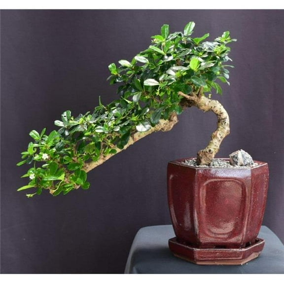 Bonsai Boy of   York b2073 Flowering Fukien Tea Bonsai Tree Cascade Style - Ehretia Microphylla