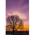 thumbnail image 2 of OBrien, Jay 11x14 White Modern Wood Framed Museum Art Print Titled - Pennsylvania, King of Prussia Tree at sunrise, 2 of 4