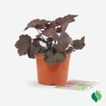 thumbnail image 5 of 1 gal. Magma Coral Bells (Heuchera), 5 of 9