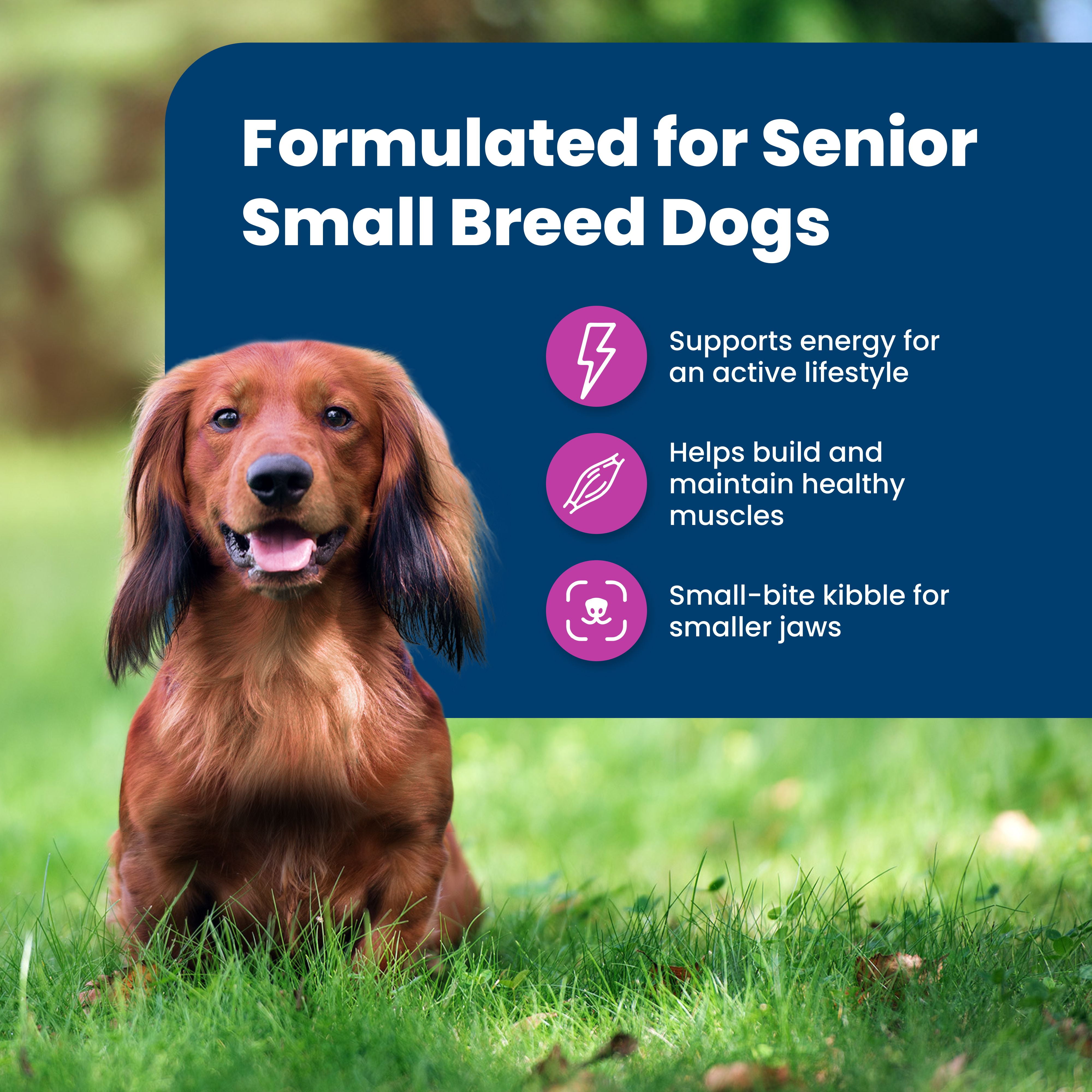 Blue buffalo dog food small breed senior sale