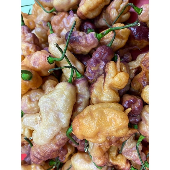 Pink Tiger x Carolina Reaper Hybrid Premium Seeds Packet