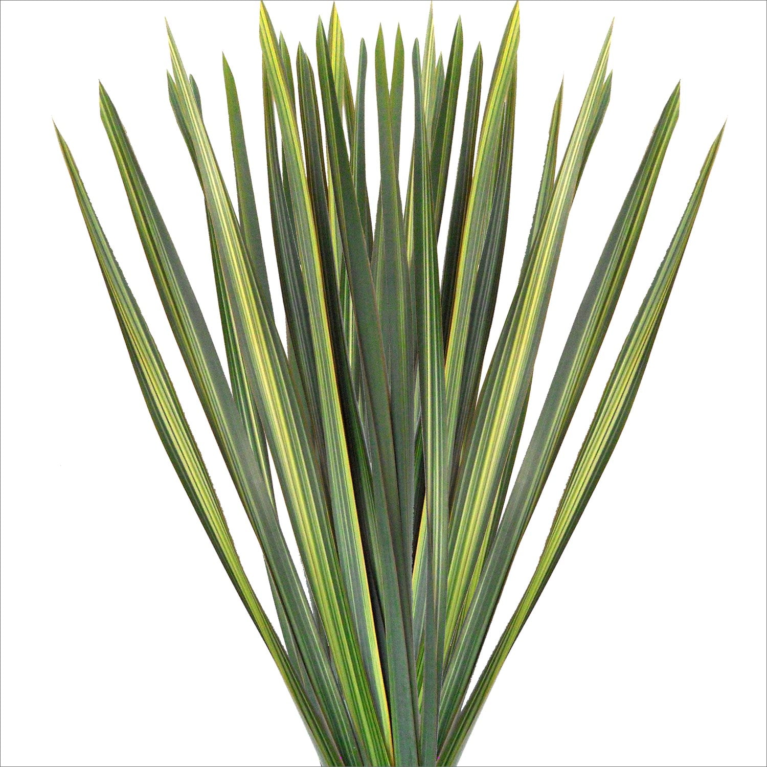 Green Variegated Flax Leaves 50 cm Fresh Cut 200 Stems