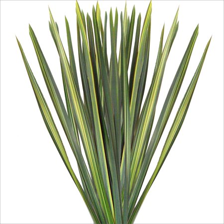 Green Variegated Flax Leaves – Farm Direct Fresh Cut Flowers – 200 Stems Green Variegated Flax Leaves – Farm Direct Fresh Cut Flowers – 200 Stems