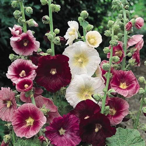 HJADGG Perennial Hollyhock Indian Spring Mix 20 Seeds Alcea rosea Cut Flower, Butterfly Garden