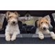 thumbnail image 4 of Control de ladridos DOGTEK Sonic Birdhouse para interior y exterior, 4 of 5