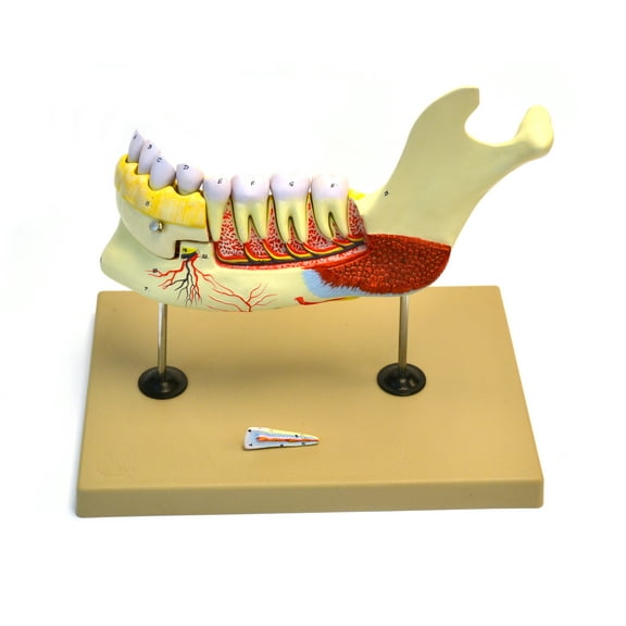 Eisco Labs Lower Human Jaw Model - 5 times Life size