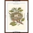 thumbnail image 5 of Art.com Kingbird Nest and Eggs Art Print, Brown Frame Wall Art, 21" x 29", 5 of 5