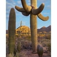 thumbnail image 3 of Fitzharris, Tim 12x14 Black Modern Framed Museum Art Print Titled - Tucson Mountains-Saguaro National Park-Arizona, 3 of 5