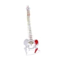 thumbnail image 4 of Modelo de vertebral Humana Baoblaze esqueleto Detallado Educativo Estilo C, 4 of 8