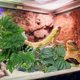thumbnail image 4 of TABLETREANDS 2Ud Artificiales Con Ventosa Para Terrario Y Acuario Natural Para Reptiles, 4 of 6