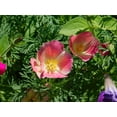 thumbnail image 4 of 500 Seeds CARMINE King CALIFORNIA POPPY Pink Eschscholzia Californica Flower Seeds, 4 of 7