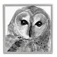thumbnail image 4 of Stupell Industries Close Up Barn Owl Bird Gazing Ink Watercolor Painting Gray Framed Art Print Wall Art, Design by Patti Mann, 4 of 5