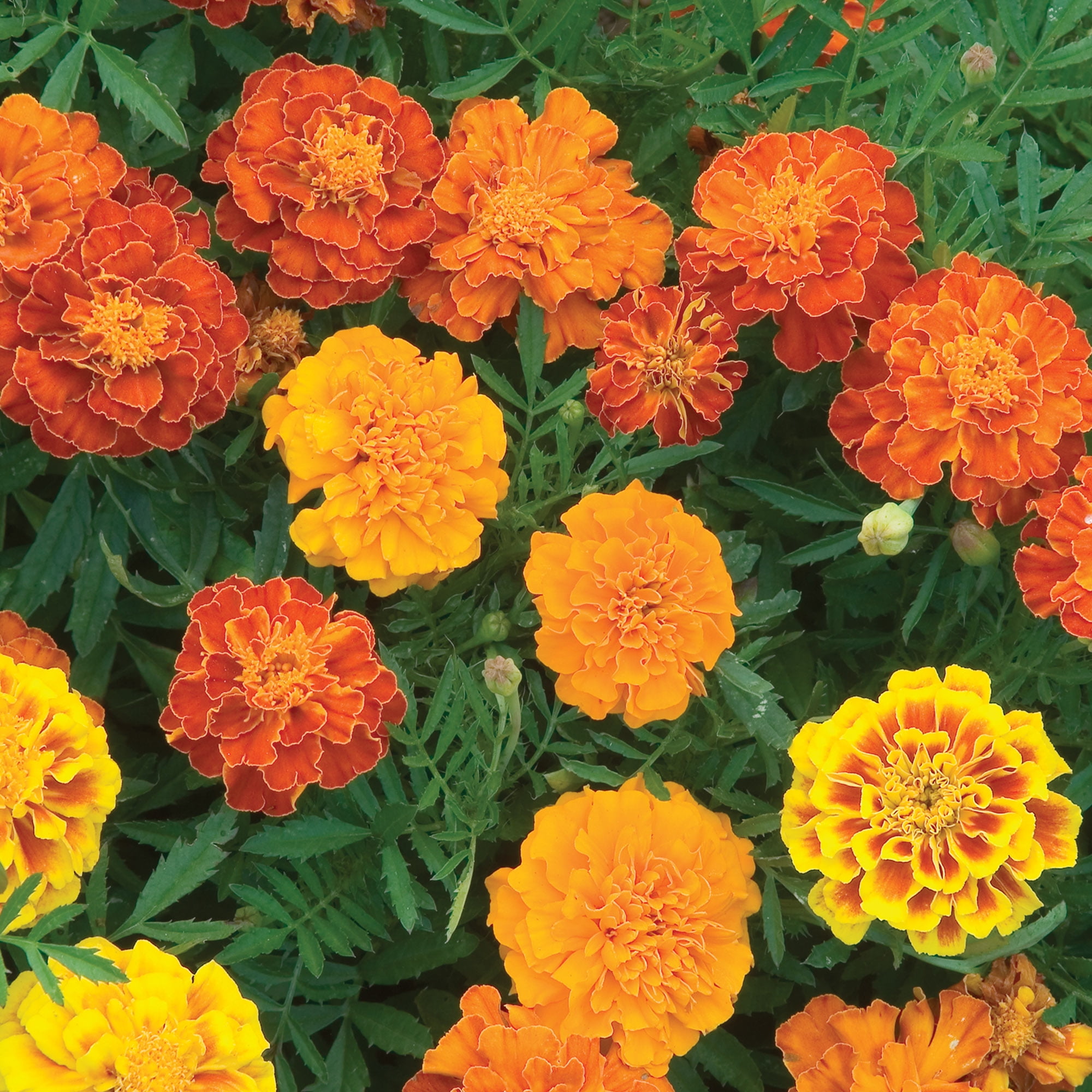 Burpee Burpee's Best Mixed Colors Marigold Flower Seed, 1-Pack