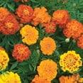 thumbnail image 3 of Burpee Burpee's Best Mixed Colors Marigold Flower Seed, 1-Pack, 3 of 4