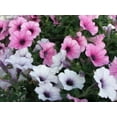 thumbnail image 4 of 250 MIXED COLORS PETUNIA Flower Seeds, 4 of 5