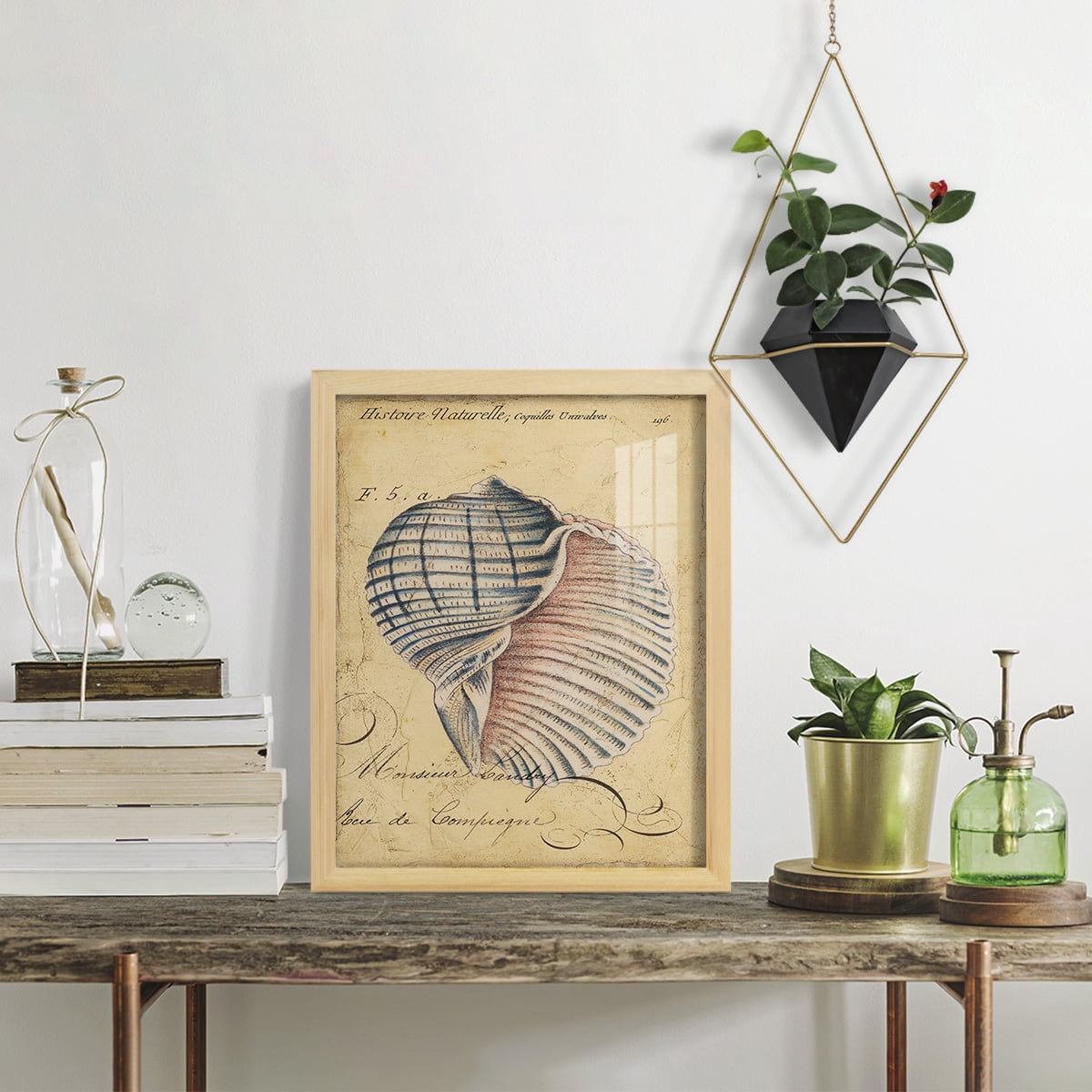 Seashell Ephemera V - Framed Print w/glass - Natural Wood