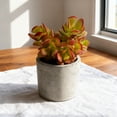 thumbnail image 5 of Live Jade Plant Succulent - Fully Rooted in 2" Planter,Healthy& Easy to Care, Air Purifying Live Plant,Houseplant Gift for Home, Office, Garden, 5 of 5