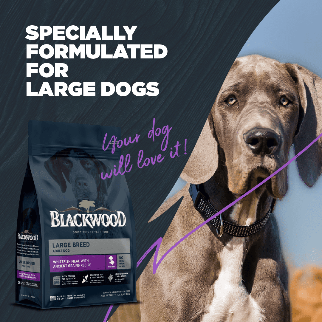 Blackwood Dry Dog Food Large Breed Whitefish Meal with Ancient Grains 10 lb.