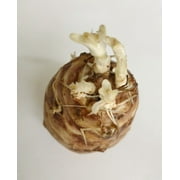 10 Tubers Jerusalem Artichoke - Individual Tubers For Planting - AKA Sunchokes, Sunroot