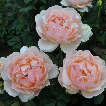 Heirloom Roses - Lovesong™ Shrub Rose Plant