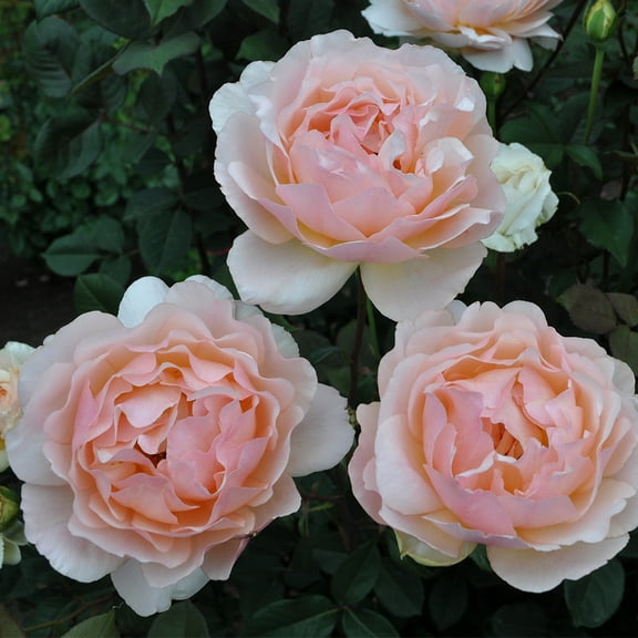 Heirloom Roses - Lovesong™ Shrub Rose Plant