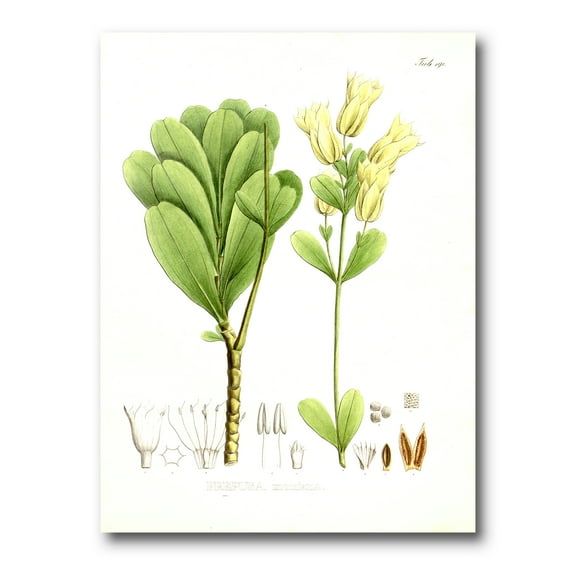 Designart ' Ancient Brazilian Plant III ' Traditional Canvas Wall Art Print