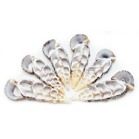Set of 6 Center Cut Cerithium Shells Size: 2"- 2 1/2" Beach Nautical Seashells Natural Slice Ornament Making