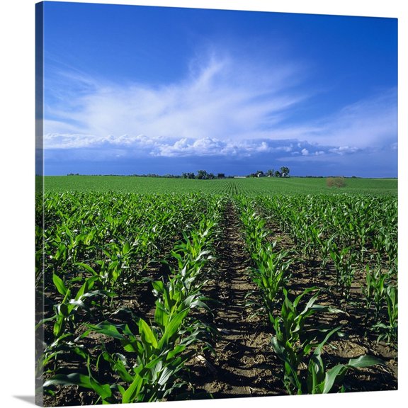 Great BIG Canvas | "Early growth stage grain corn field in morning light with approaching storm clouds" Canvas Wall Art - 24x24