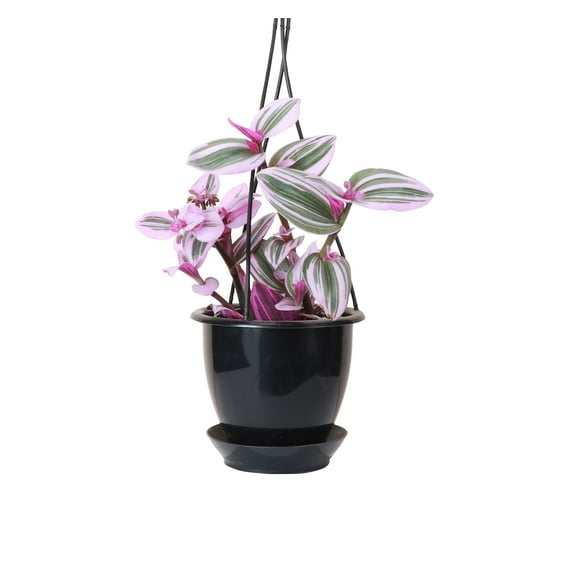 Live Tradescantia Nanouk Plant - 4" Decorative Hanging Pot - Black