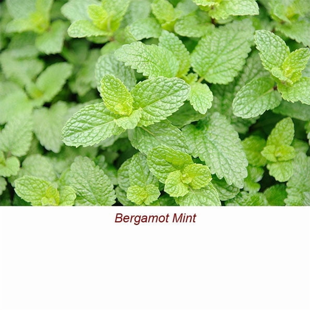 Bergamot Mint Essential Oil 1 fl oz (30 ml) - 100% Pure and Natural by Silky Scents