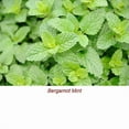 thumbnail image 2 of Bergamot Mint Essential Oil 10 ml (1/3 fl oz) - 100% Pure and Natural by Silky Scents, 2 of 5