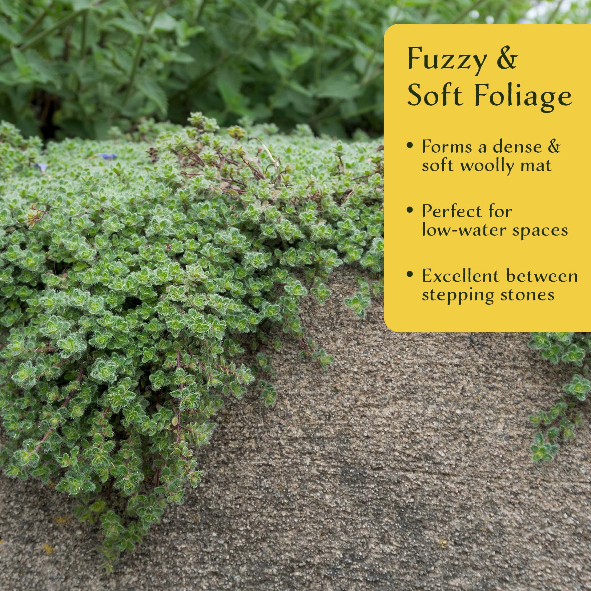 12 Woolly Thyme – Low-Growing Fragrant Fuzzy Evergreen Groundcover for Rock Gardens, Containers & Pathways (Thymus pseudolanuginosus) in 2.5″ Cubes, Live Plants
