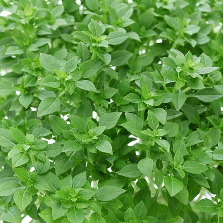 Basil Seeds - Dwarf Greek - 1 Oz - Non-GMO Heirloom - Culinary Herb Garden Seeds