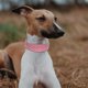 thumbnail image 5 of Collar de perro Yinane Doble lona de cuero grande 5 cm de espesor XS, 5 of 8