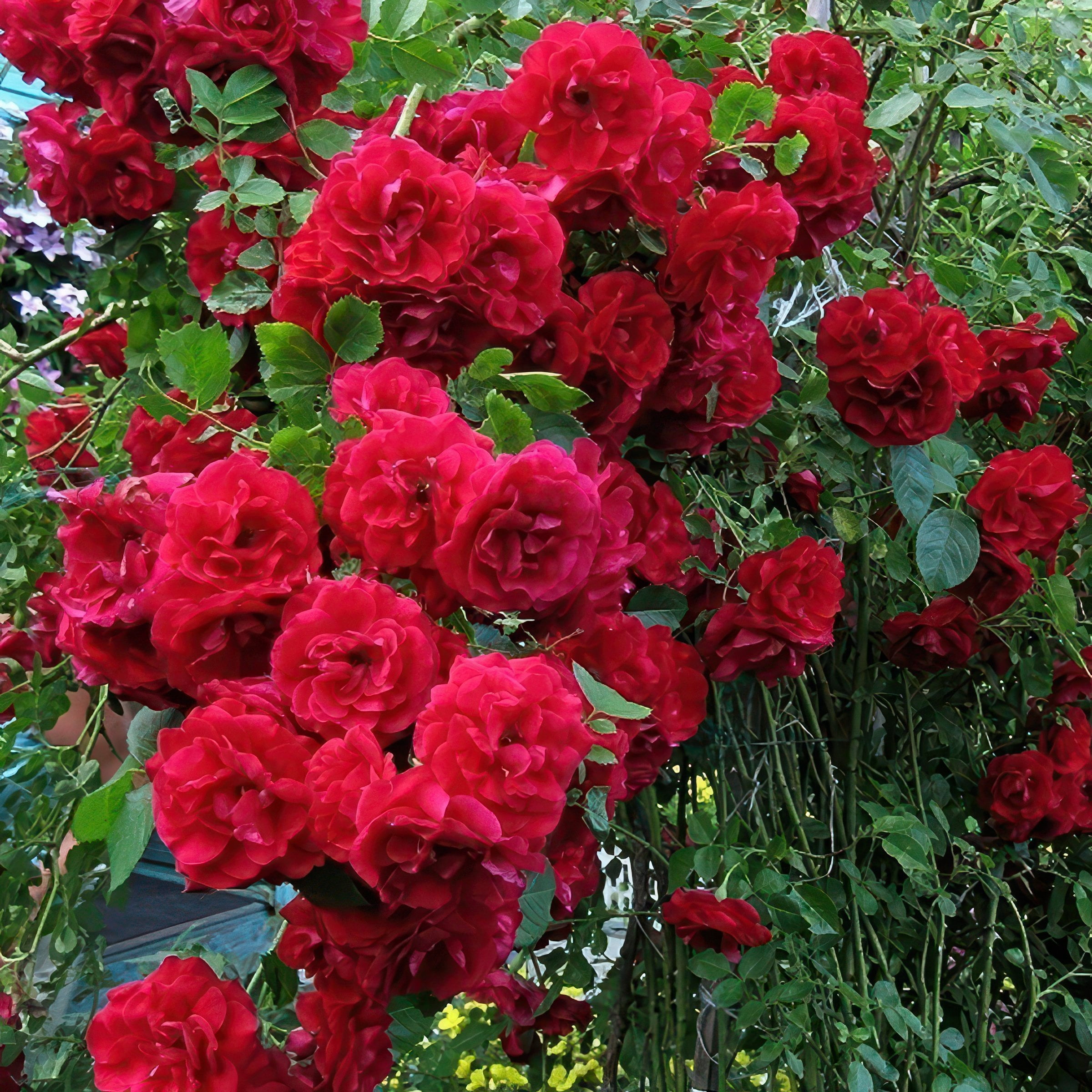 National Plant Network Bare Root Rose Climbing Blaze with Red Flowers (5-pack)