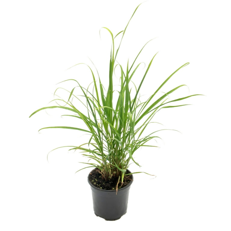 chamaedorea elegans plant Chamaedorea Elegans - Dwarf Palm main image 0