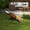 Black, Brown and White, variant on PawHut Wooden Dog Agility Seesaw for Training and Exercise, Platform Equipment Run Game Toy Weather Resistant Pet Supplies, Natural