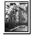 thumbnail image 2 of Historic Framed Print, Banana tree, Pan Am. Union, [Washington, D.C.] - 2, 17-7/8" x 21-7/8", 2 of 9