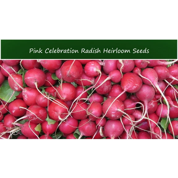 Vegetable SEEDS - -Pink Celebration Radish -100 Vegetable Seeds
