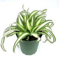 Variegated Spider Plant Chlorophytum Comosum Live Potted Houseplants, 4" Pot