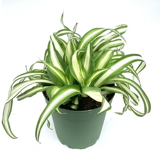 Variegated Spider (Reversed) - 4" from California Tropicals - Walmart.com