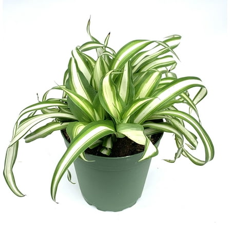 Variegated Spider Plant Chlorophytum Comosum Live Potted Houseplants, 4" Pot