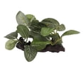 thumbnail image 3 of Aquarium Artificial Plant, Rinse   Prevent Fading Underwater Plant Decoration Small Simulation  For Fish Tank Sunken Wood Oval Leaf, 3 of 8