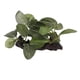 thumbnail image 1 of Planta artificial de plástico para acuario, simulación realista de pecera, hierba acuática, decoración, hoja ovalada de madera hundida, 1 of 14