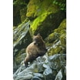 thumbnail image 2 of Rotenberg, Nancy 23x32 Black Ornate Wood Framed with Double Matting Museum Art Print Titled - USA, Alaska Young grizzly bear on rocky slope, 2 of 4