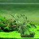 thumbnail image 5 of Plantas de agua artificiales, hoja de bambú, ornamento de hierba, peces de acuario jinwen Planta de terrario de reptiles, 5 of 8