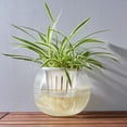 thumbnail image 3 of Maceta de vidrio con cesta extraíble para plantas hidropónicas, con absorción de agua (transparente), 3 of 7